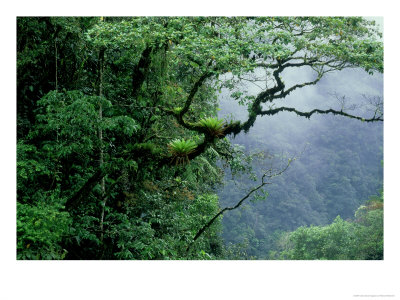 Tropical Andes Ecosystem, Ecuador by Patricio Robles Gil Pricing Limited Edition Print image