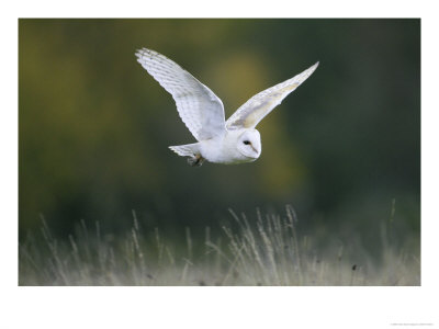 Barn Owl, Adult In Flight, Scotland by Mark Hamblin Pricing Limited Edition Print image