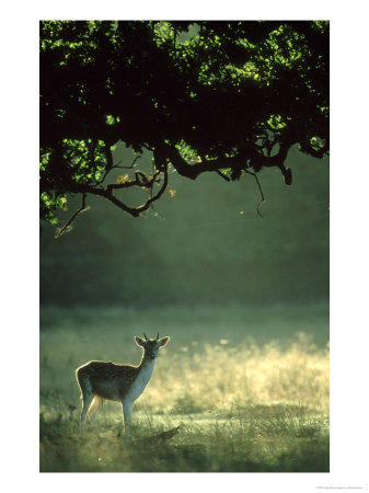 Fallow Deer Dama Dama Young Buck In Autumn, Spotted Form, Leics., Uk by Mark Hamblin Pricing Limited Edition Print image