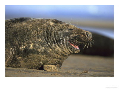 Atlantic Grey Seal, Bull Calling, Uk by Mark Hamblin Pricing Limited Edition Print image