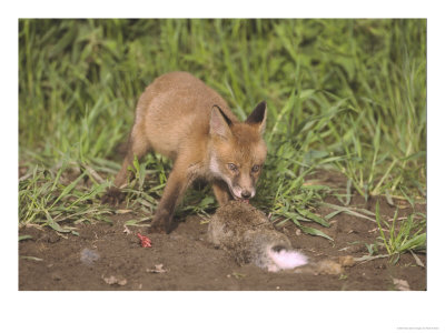 Red Fox, 2 Month Old Cub Feeding On Rabbit, Uk by Mark Hamblin Pricing Limited Edition Print image