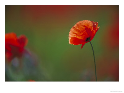Common Poppy, Close-Up Of Single Flower, Uk by Mark Hamblin Pricing Limited Edition Print image