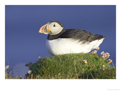 Atlantic Puffin, Adult On Grassy Tussock On Cliff-Top, Iceland by Mark Hamblin Pricing Limited Edition Print image