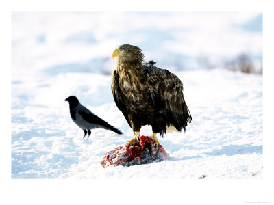 White-Tailed Sea Eagle, Standing On Carrion, Norway by Mark Hamblin Pricing Limited Edition Print image