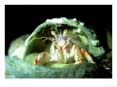 Hermit Crab, Trying Shell For Size, Uk by Paul Kay Pricing Limited Edition Print image