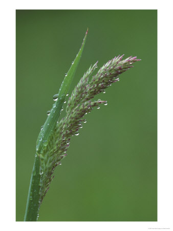 Creeping Bent, Raindrops On Emerging Panicle, May, England by Mark Hamblin Pricing Limited Edition Print image