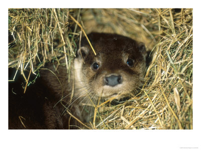 Otter In Straw, Aylesbury, Uk by Les Stocker Pricing Limited Edition Print image