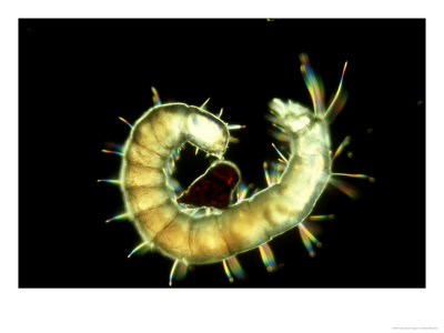 Cat Flea, Larva Feeding On Blood by Alastair Macewen Pricing Limited Edition Print image