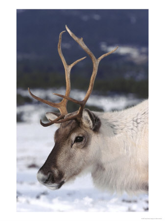 Reindeer, Close-Up Portrait In Winter, Scotland by Mark Hamblin Pricing Limited Edition Print image