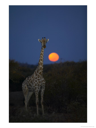 Giraffe In Veld At Moonset, Northern Tuli Game Reserve, Botswana by Roger De La Harpe Pricing Limited Edition Print image