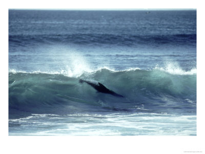 Galapagos Sea Lion, Body Surfing, Galapagos by Mark Jones Pricing Limited Edition Print image