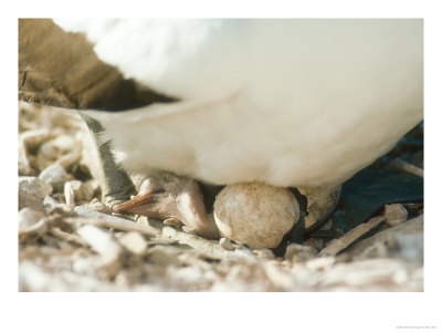 Masked Booby, Chick Hatching On Parents Feet, Galapagos by Mark Jones Pricing Limited Edition Print image