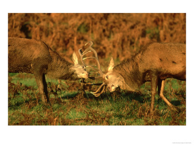Red Deer, Cervus Elaphus Stags Rutting, Autumn Uk by Mark Hamblin Pricing Limited Edition Print image