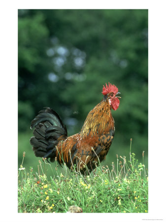 Cockerel, Crowing, Standing On Grass Bank Uk by Mark Hamblin Pricing Limited Edition Print image