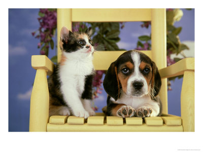 Beagle Puppy With Calico Kitten by Alan And Sandy Carey Pricing Limited Edition Print image