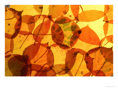 Collection Of Aspen Leaves That Are Bright Yellows And Oranges by Daniel Cox Pricing Limited Edition Print image