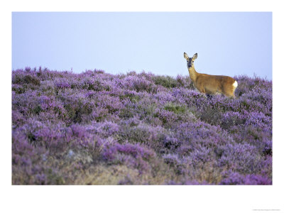 Roe Deer, Doe On Heather Moor In Late Summer, Scotland by Mark Hamblin Pricing Limited Edition Print image