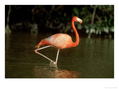 Caribbean Flamingo In Water, Mexico by Patricio Robles Gil Pricing Limited Edition Print image
