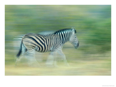 Burchells Zebra, Walking In Veld, Northern Tuli Game Reserve, Botswana by Roger De La Harpe Pricing Limited Edition Print image