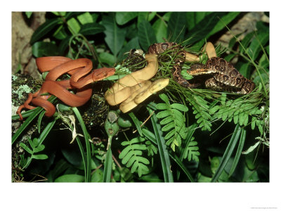 Amazon Tree Boa, Corallus Enydris Enydris, 3 Colour Morphs, South America by Brian Kenney Pricing Limited Edition Print image