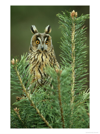Long-Eared Owl, Adult Perched On Pine, Scotland by Mark Hamblin Pricing Limited Edition Print image