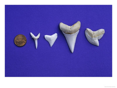 Shark Teeth, Bull Shark, Tiger Shark by Gerard Soury Pricing Limited Edition Print image