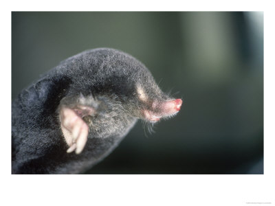 Mole, Talpa Europaea by Les Stocker Pricing Limited Edition Print image