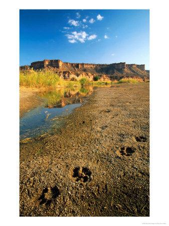 Lion Spoor At Chilojo Cliffe, Zimbabwe by Roger De La Harpe Pricing Limited Edition Print image