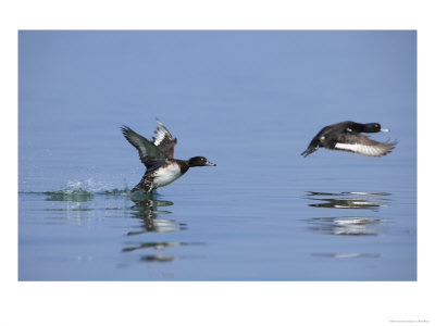 Tufted Ducks, Pair Taking Off From Water, Lake Geneva, Switzerland by Elliott Neep Pricing Limited Edition Print image