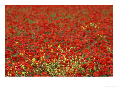 Field Of Poppies, Vaucluse, France by Alain Christof Pricing Limited Edition Print image