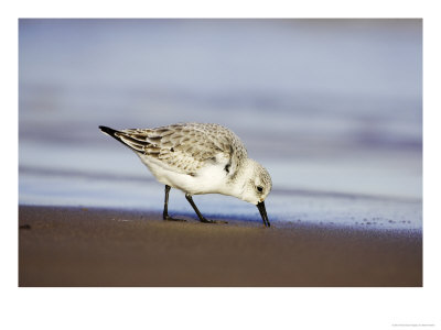 Sanderling, Adult In Winter Plumage Feeding Along Tide Line On Beach, Uk by Mark Hamblin Pricing Limited Edition Print image