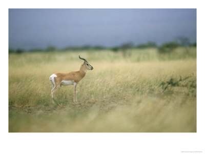Sommerings Gazelle, Standing, Ethiopia by Patricio Robles Gil Pricing Limited Edition Print image