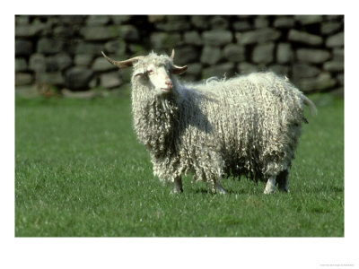 Angora Goat, With Full Fleece, Produces Mohair Wool, S. Yorks by Mark Hamblin Pricing Limited Edition Print image