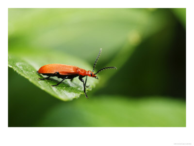 Cardinal Beetle At The Edge Of A Leaf, Middlesex, Uk by Elliott Neep Pricing Limited Edition Print image