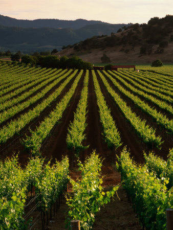 Early Evening Light Over Cabernet Spring Vines At Screaming Eagle Vineyards, Napa Valley, Usa by Wes Walker Pricing Limited Edition Print image