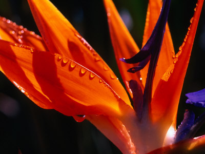 Close-Up Detail Of A Bird Of Paradise (Strelitzia Reginae) Plant, Honolulu, Oahu, Hawaii, Usa by Ann Cecil Pricing Limited Edition Print image