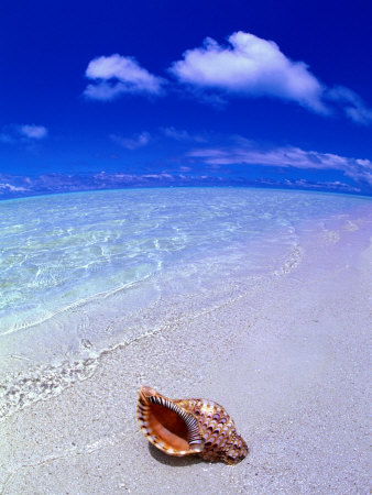 Shell On Beach, Fish-Eye, Cook Islands by Peter Hendrie Pricing Limited Edition Print image