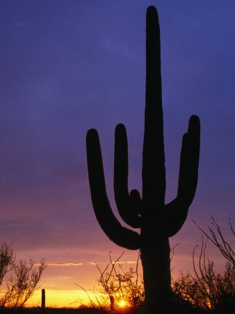 Silhouette Of Saguaro Cactus, Saguaro National Park, Usa by John Elk Iii Pricing Limited Edition Print image