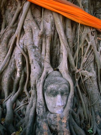 Head Of Buddha Set In Base Of Tree At Wat (Temple) Mahathat, Ayuthaya, Thailand by Juliet Coombe Pricing Limited Edition Print image