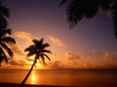 Coconut Palms On Aitutaki Lagoon, Aitutaki, Southern Group, Cook Islands by John Banagan Pricing Limited Edition Print image