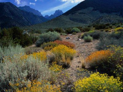 Wildflowers On Trail To Mt. Williamson, Eastern Sierra Nevada Mountains, Owens Valley, Usa by Wes Walker Pricing Limited Edition Print image