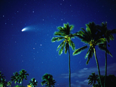 Comet Hale-Bopp With Palm Trees, Kaanapali, Hawaii, Usa by Karl Lehmann Pricing Limited Edition Print image