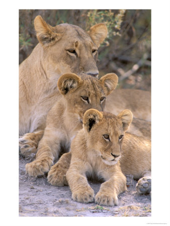 Lioness And Cubs, Okavango Delta, Botswana by Pete Oxford Pricing Limited Edition Print image