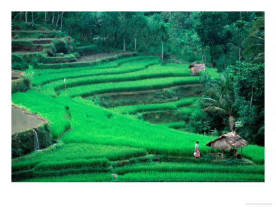 Rice Fields, Cultivation, Bali, Indonesia by Kenneth Garrett Pricing Limited Edition Print image