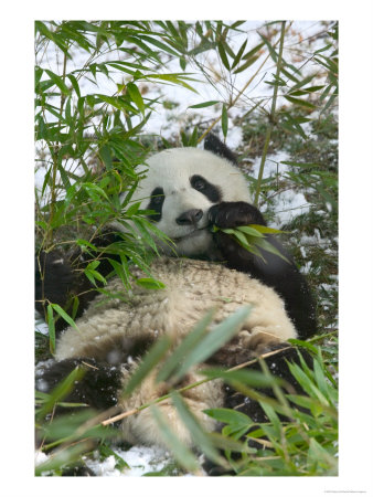 Panda Eating Bamboo On Snow, Wolong, Sichuan, China by Keren Su Pricing Limited Edition Print image