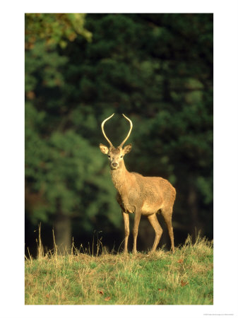Red Deer, Cervus Elphus, Uk by Mark Hamblin Pricing Limited Edition Print image