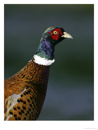 Pheasant, Close Up Of Male, Scotland by Mark Hamblin Pricing Limited Edition Print image