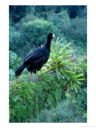 Great Curassow, Single, Mexico by Patricio Robles Gil Pricing Limited Edition Print image