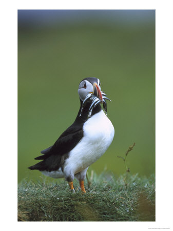 Atlantic Puffin, Adult With Sand Eels, Scotland, Uk by Mark Hamblin Pricing Limited Edition Print image