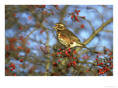 Redwing, Turdus Iliacus Feeding On Hawthorn Berry Uk by Mark Hamblin Pricing Limited Edition Print image